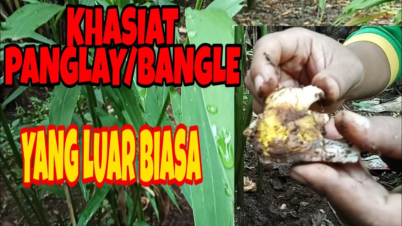 Khasiat tanaman Panglay untuk menangkal gangguan jin pada anak dan bayi