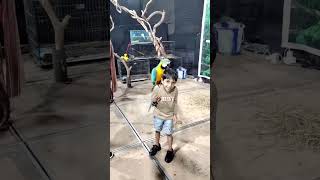 THRISSUR EXHIBITION 😄😄#exhibition#thrissur#rosella#robort#birds#parrot#happy#youtube#minivlog#shorts