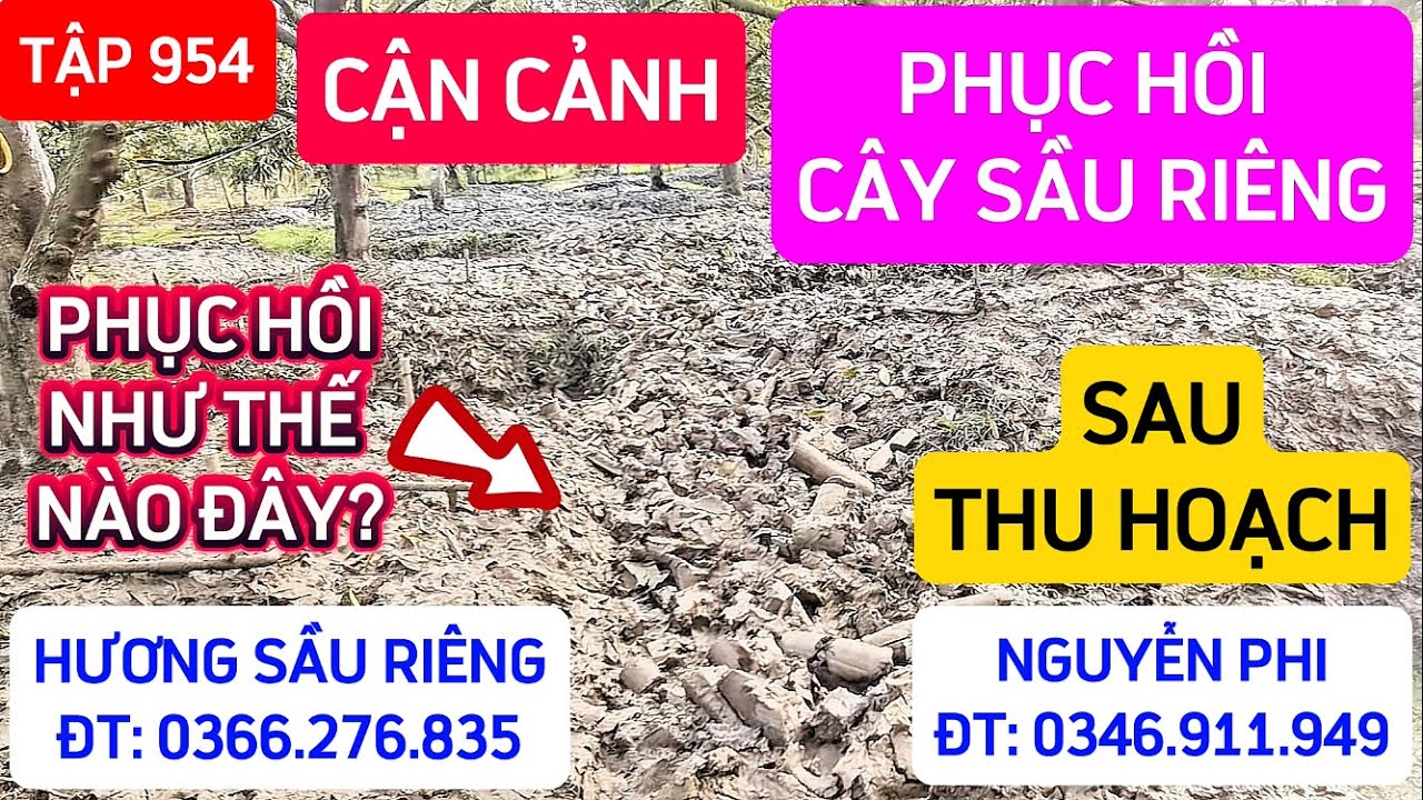 TẬP 954 CẬN CẢNH PHỤC HỒI CÂY SAU THU HOẠCH 