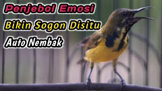 SOGON TROTOL NGERIWIK NEMBAK SANGAT JITU UNTUK PENGGACOR SEMUA SOGON‼️HITUNGAN DETIK IKUTAN GACOR