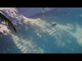 Maldives Killer Shark attack drone footage