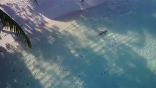 Maldives Killer Shark attack drone footage