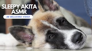 RELAXING VIDEO | Sleepy American Akita Puppy ASMR