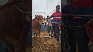 Massive Cow Unloading at Gabtoli Cattle Market 😱🐄 #shorts #shortvideo #gorurhat #korbani