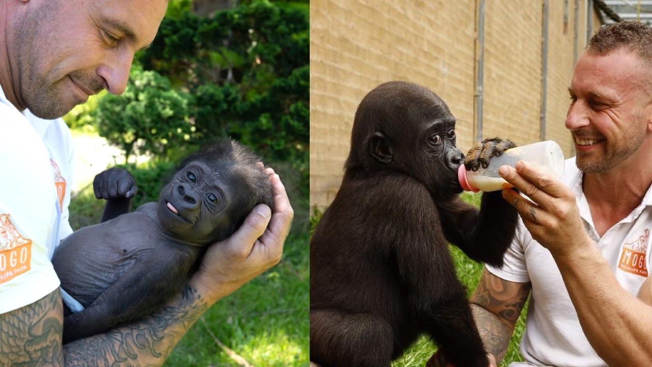 A Miracle of Love: Kaius the Gorilla's Story