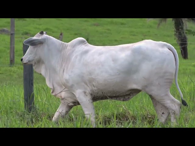Lote 21   Leilão Matrizes Fazenda Santa Tereza