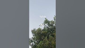 #اكسبلور ايات من الذكرالحكيم من سورة الأنبياء