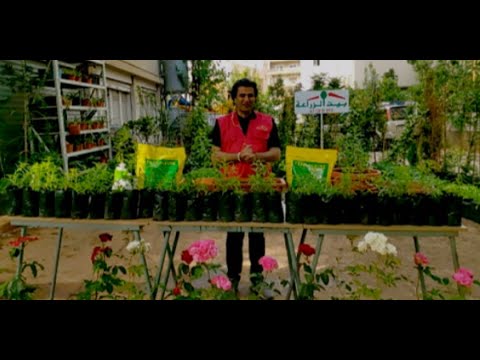 فيديو: نباتات Ligustrum في المناظر الطبيعية - نصائح لزراعة شجيرات Ligustrum