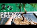 黒松　苗木を植替えお部屋で鑑賞！