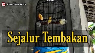 Pleci Pacitan Tembakan Sejalur