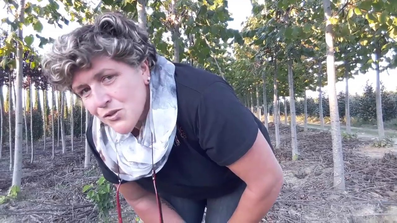 Come coltivare il tiglio