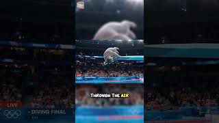 Koala’s Chill Olympic Dive 🐨😎