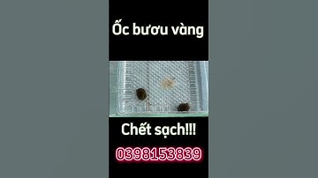 #shorts khắc tinh ốc bươu vàng, chết sạch, chết láng!!! @VVC