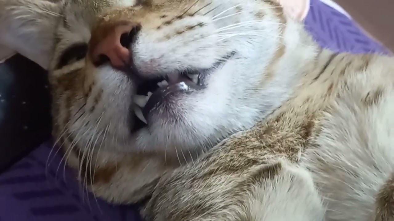 Ap sub ko hum apni cat se milate#cat #youtube video 🙂