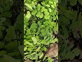 ham to tujhse mohabbat #song #hindisong #love #bolleywoodsong #hindisongs #flowers #natural ☘️☘️🌵🌵🌵