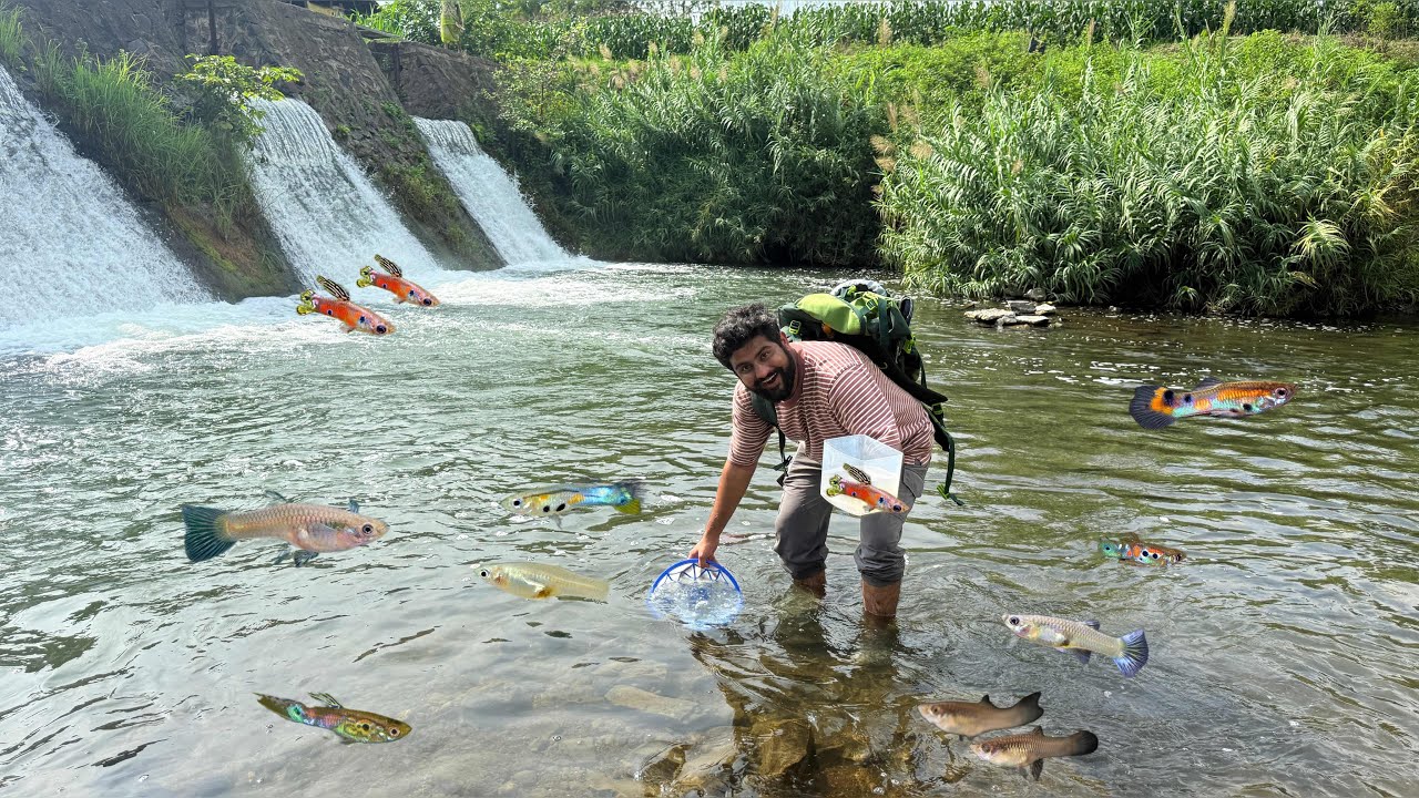 River Free Guppy Fish 🤩 Catching WILD GUPPY FISH 🐟 