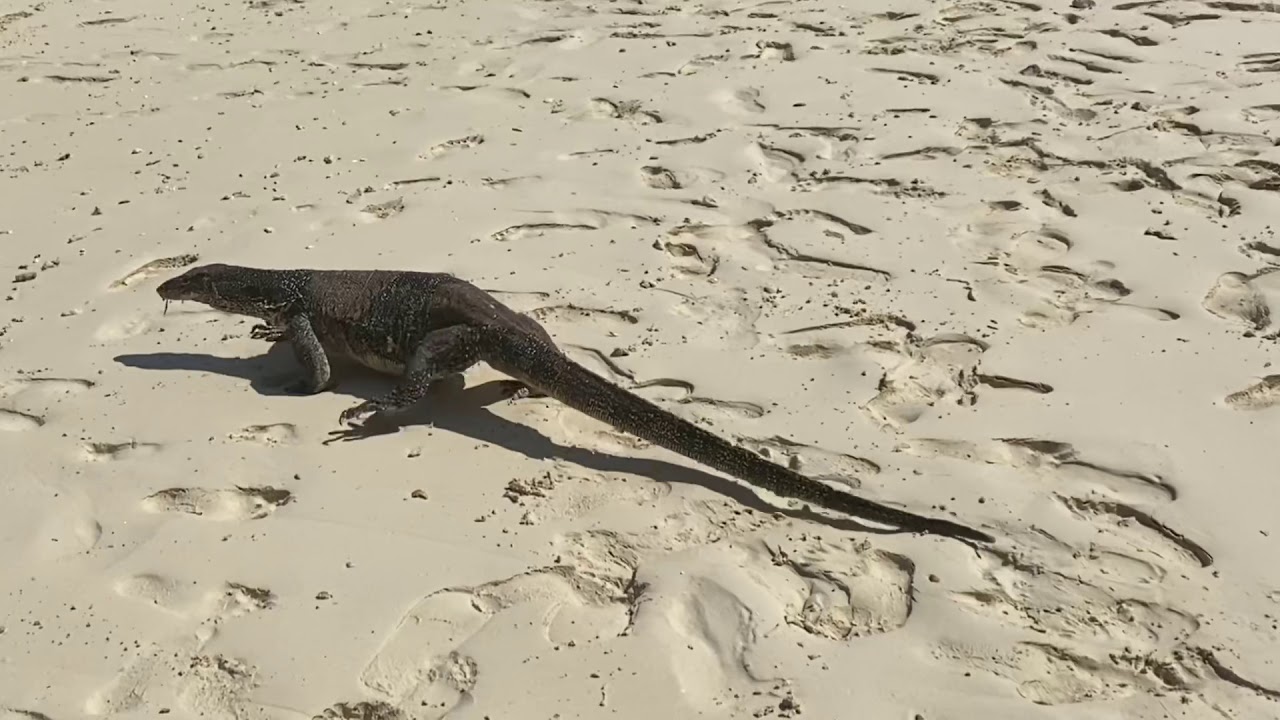 🌊 🤩 🌊 Monitor lizard on the beach in Koh Yao Yai in Krabi, Thailand! 🌊