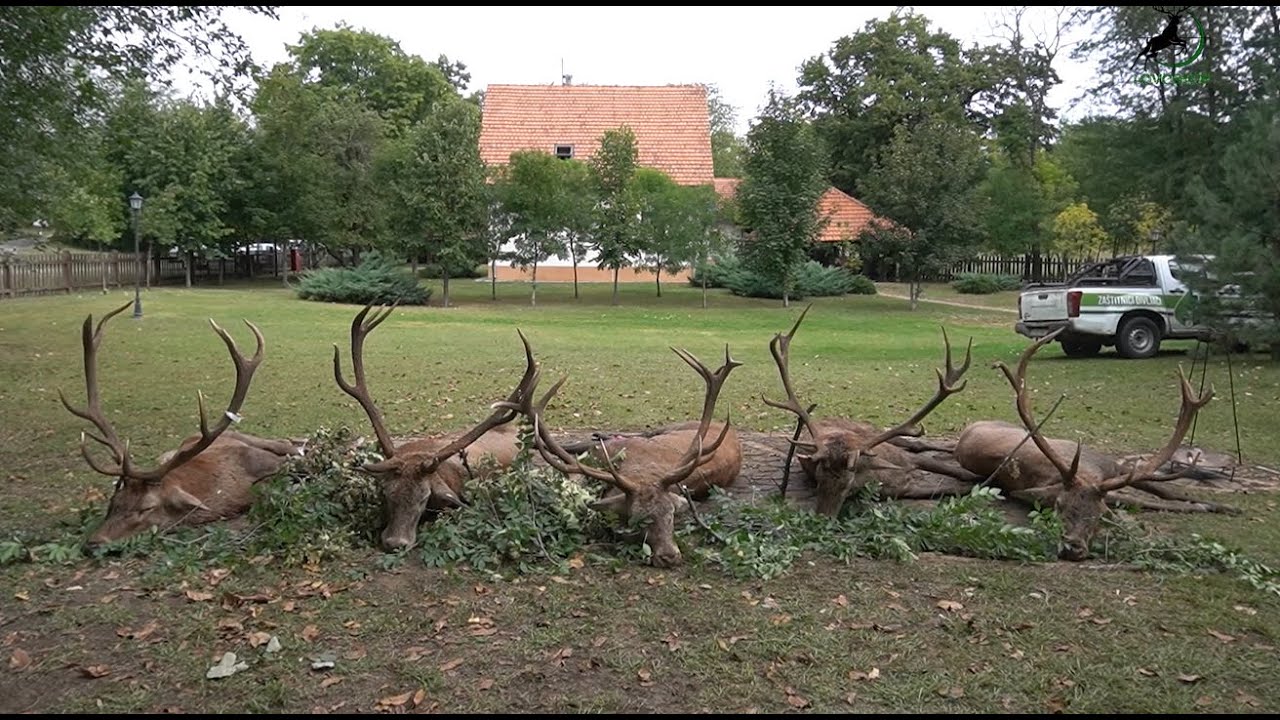 Od evropske pustinje, do jelenskog raja