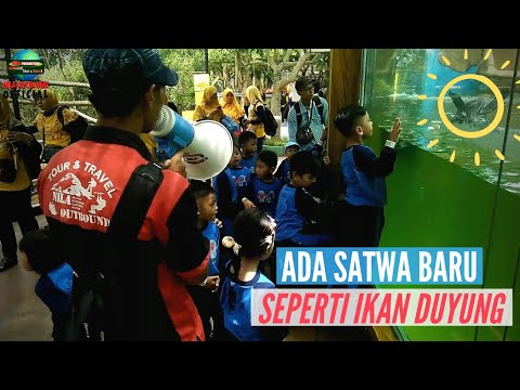 edukasi-buaya-&-alat-musik-tradisional-angklung-serta-outbound-asik-ra-tunas-bangsa-driyorejo-gresik