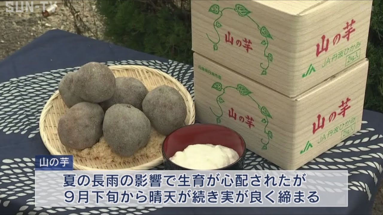丹波市で山の芋の出荷始まる