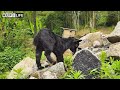 Mountain Goat Farming: The Secret to Raising Healthy and Happy Goats | Farm Life