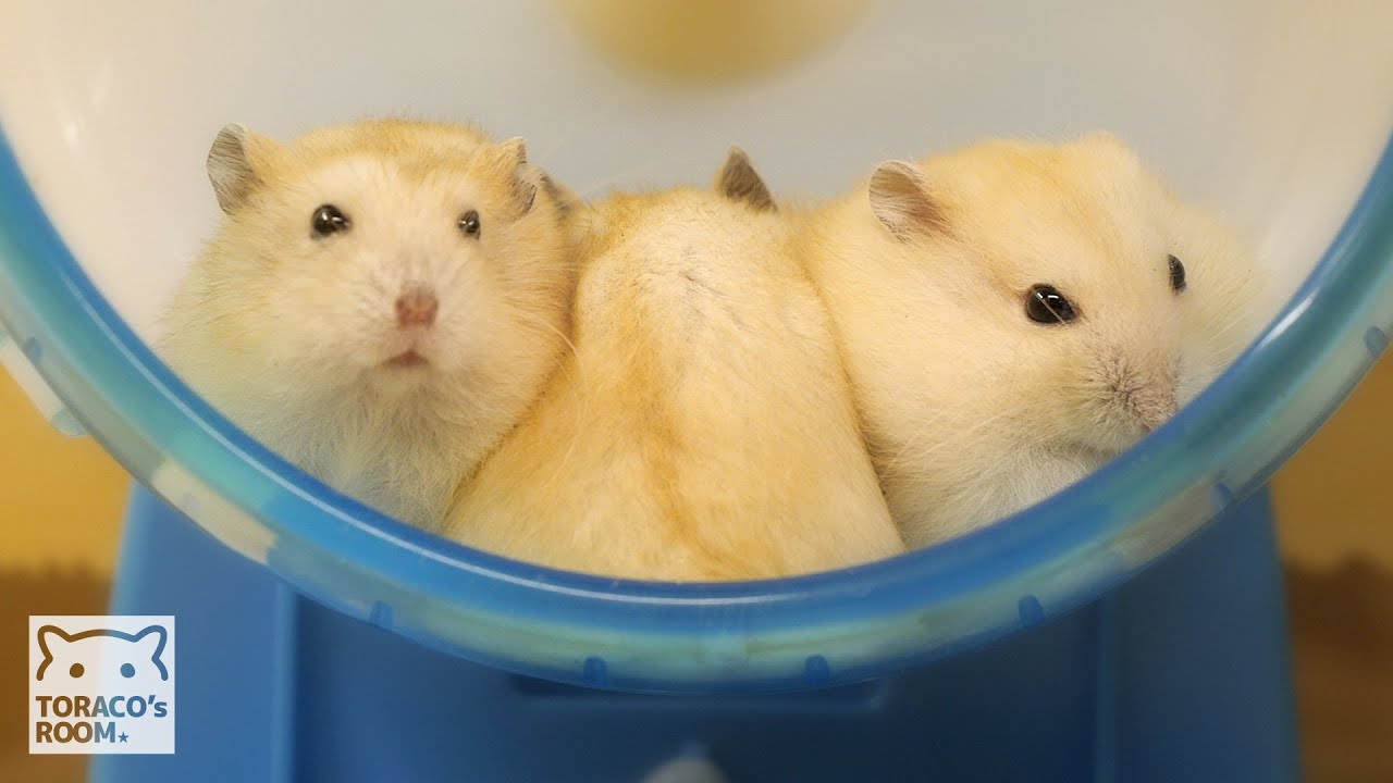 5 86 Mb ハムスターの赤ちゃん 生後27日 29日 旅立ち ジャンガリアンハムスター Baby Hamster 27 To 29 Days After Birth Wish The Happiness Download Lagu Mp3 Gratis Mp3 Dragon