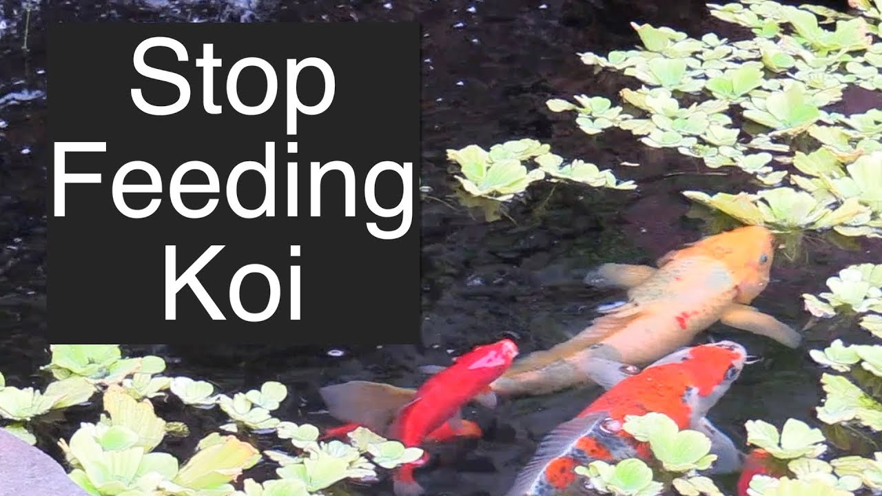 Stop Feeding Koi