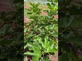 How to Fix a Leaning Fig Tree