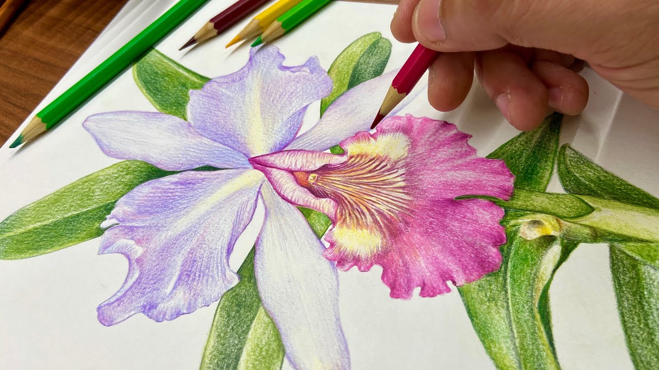 Pintura a óleo digital no Procreate: orquídeas realistas