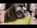 可愛いアイドルのヨザルのよっちゃん♪鳴き声も可愛いお食事の様子をたっぷりとお届けします♫