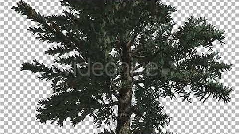 White Fir Trunk and Branches Coniferous Evergreen | Motion Graphics - Envato elements