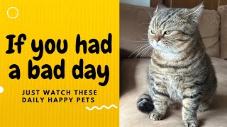 If you had a bad day, just watch these daily happy pets | Day 26