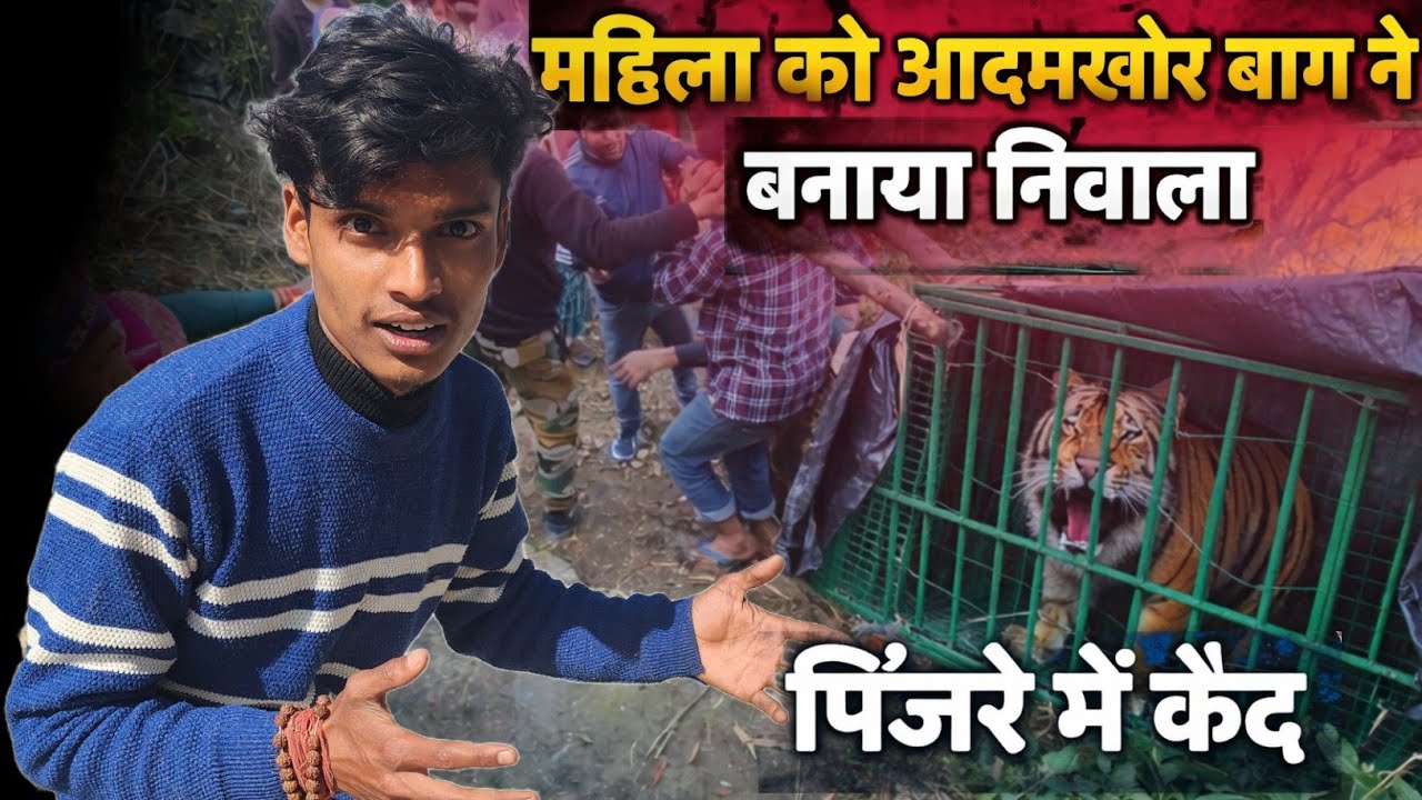 महिला को मारने वाला खूंखार बाघ आखिर पिंजरे में कैद 🐅😱