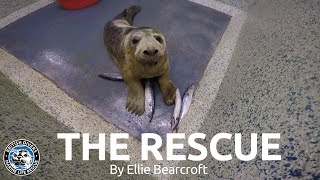 Bat's Rescue by British Divers Marine Life Rescue 1,468 views 1 year ago 8 minutes, 31 seconds