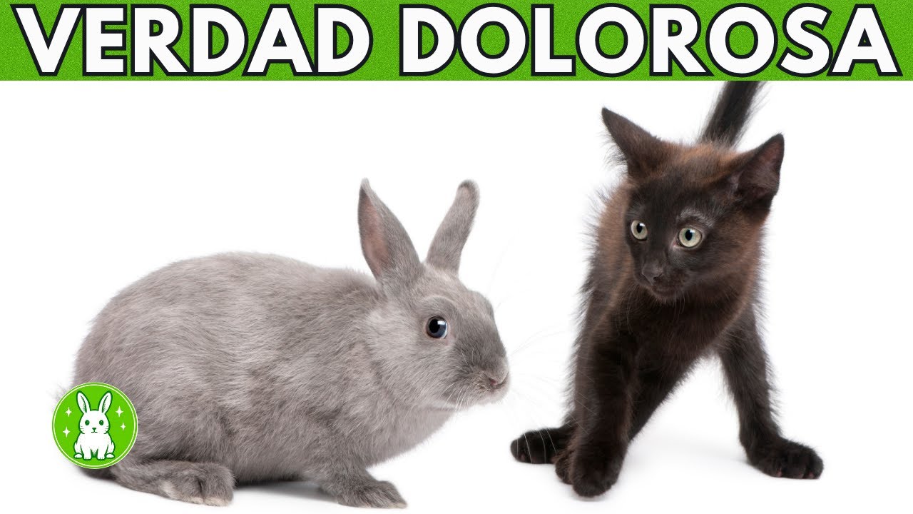 10 acciones que muestran las verdaderas diferencias entre conejos y gatos 🐇🐱