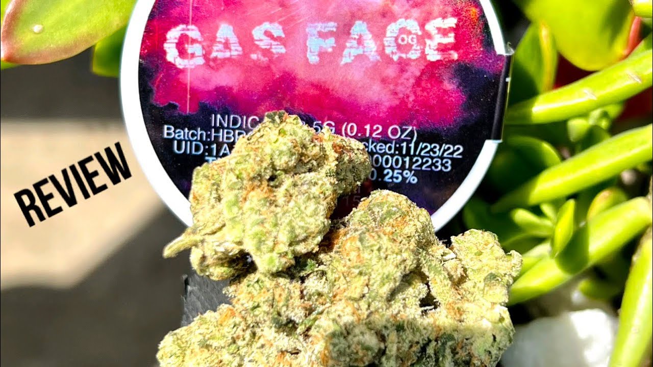 Gas Face OG By Herbarium Review ( Best Strain I’ve Ever Had ?)