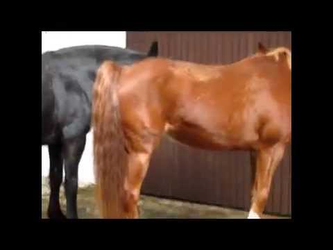 Teufelchentv Teufelchentv