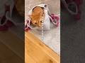 新作バッグすぐ乗っ取られたww#猫 #cat #cutecat #かわいい猫 #茶トラ #shorts