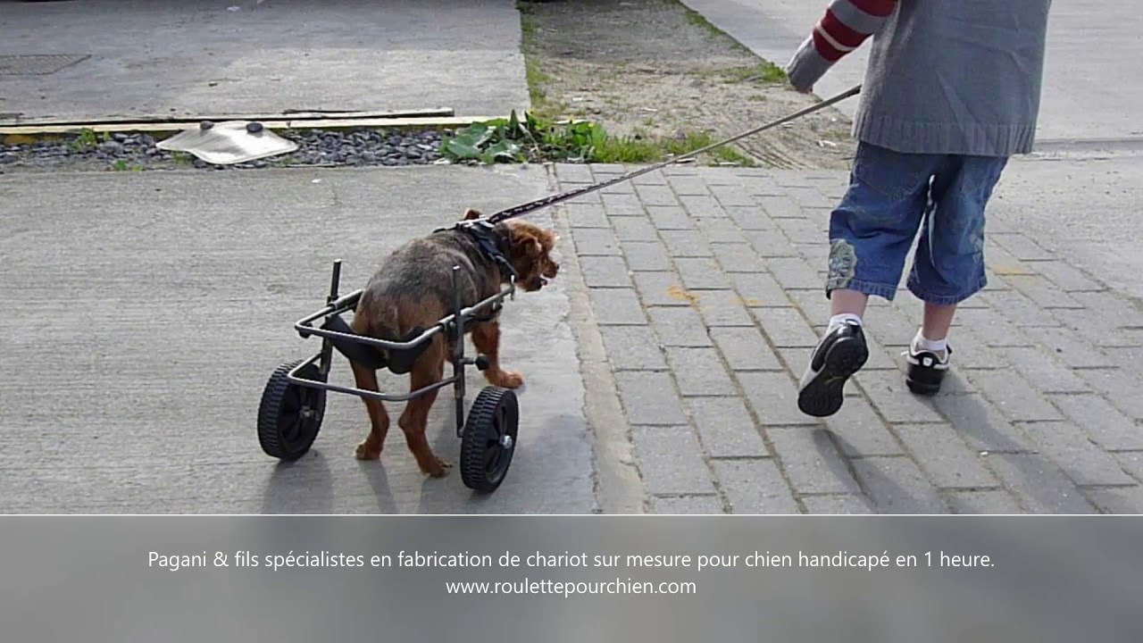 Chariot Pour Chien Paralyse Pagani Youtube