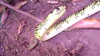 Barba amarilla or Bothrops asper