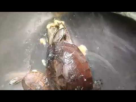 #Feeding Tortoises #Tortoises love Bananas /#J Lay Channel