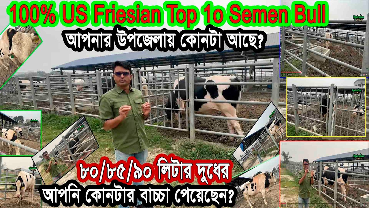 এক গাভী দিচ্ছে ৯০ লিটার দুধ! তাদের ১০টা বীজ ষাড় | US 100% Friesian Top 10 Semen Bulls | Savar Dairy