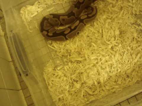 ballo bibaho trying to feed the female ball python and update part 2