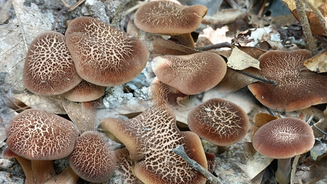 เก็บเห็ดวันนี้!!5มี.ค65เห็ดที่ได้ฉายาเห็ดหอมแห่งป่าบุณฑริก!!และเห็ดรวมอีกมากมาย