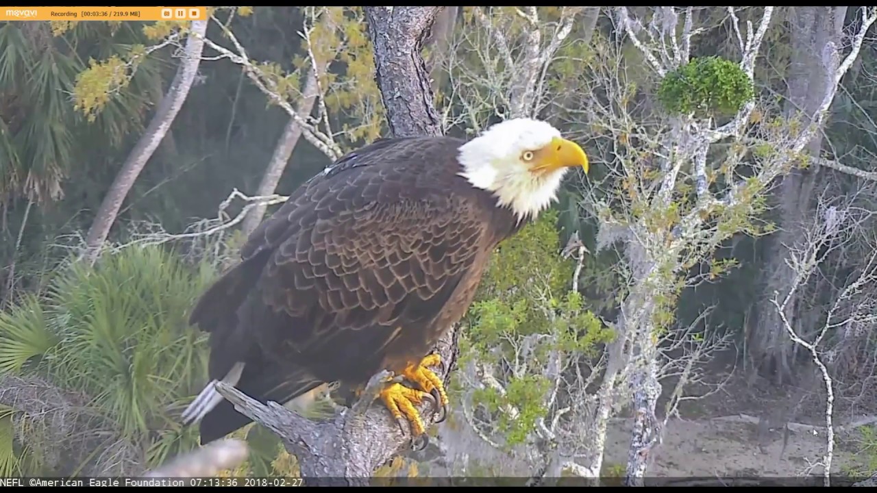 AEF NEFL Eagle Cam 2272018 My Brakes Don't Work! YouTube