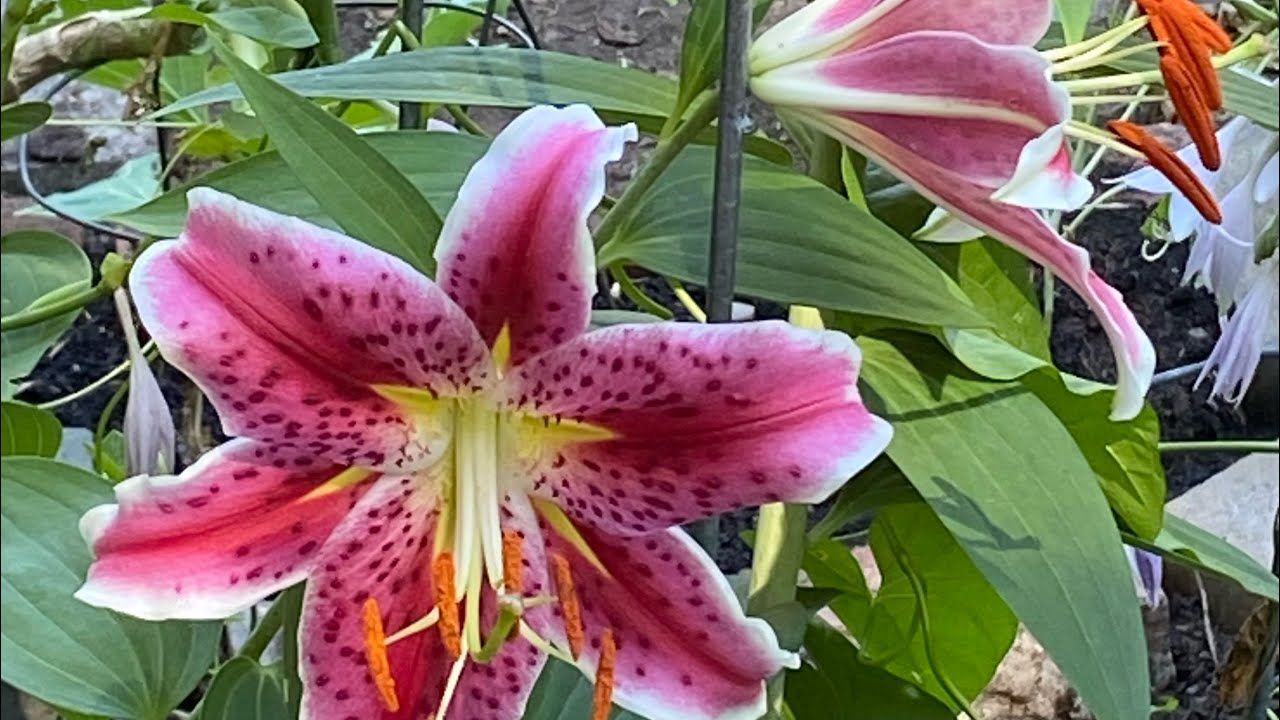 Oriental Lilies in the Garden Tour 2024 2nd week in July / How to