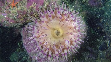 Project Baseline: Hidden Treasure