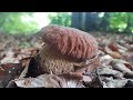 FUNGHI PORCINI 🍄🍄🍄 BELLISSIMI IN ROMANIA 2022 - Белые грибы - Hribi - Part.3