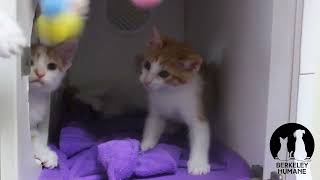 Hi, we're Cantaloupe, Mango, Papaya, and Tangerine! by Berkeley Humane 119 views 1 year ago 59 seconds