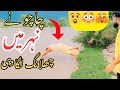 😲 Chachu Ny Neher Me Chalang Lga Di | 😧Chachu Neher Me Kod Gay | #VLOG 07